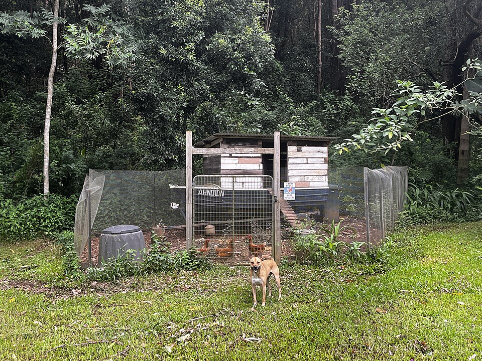 Chickens in a coop