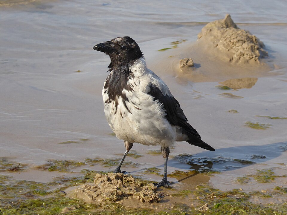 A crow